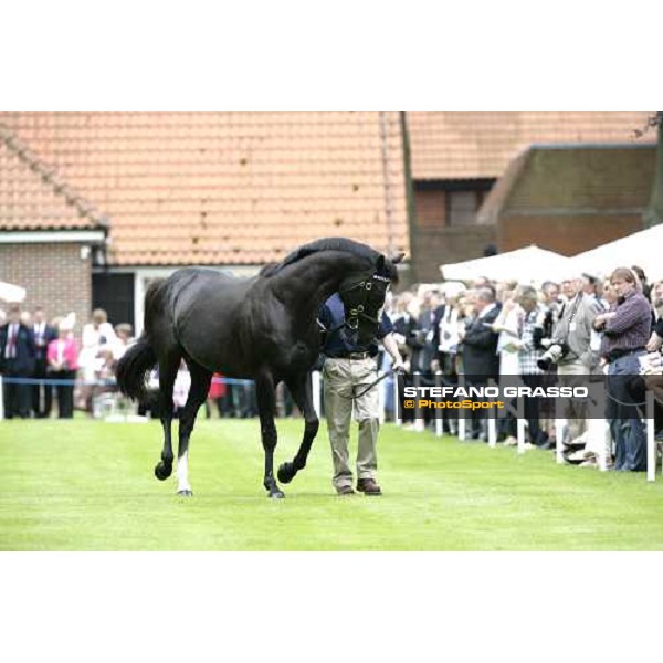 The Darley Stallion Parade - Diktat Newmarket, 13th july 2007 ph. Stefano Grasso