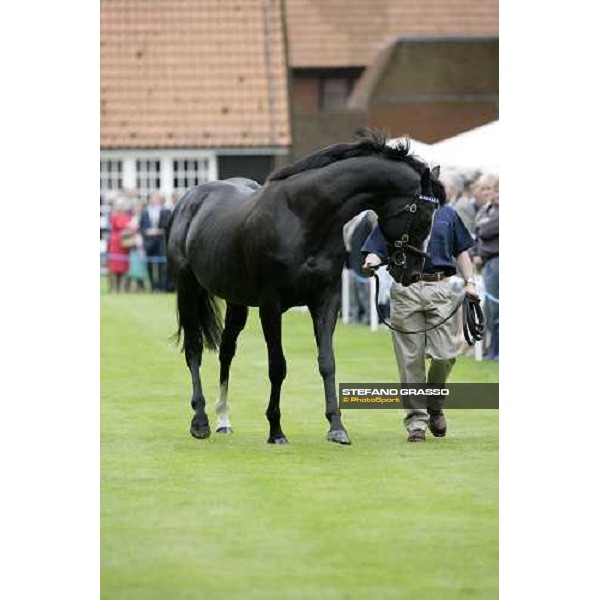 The Darley Stallion Parade - Diktat Newmarket, 13th july 2007 ph. Stefano Grasso