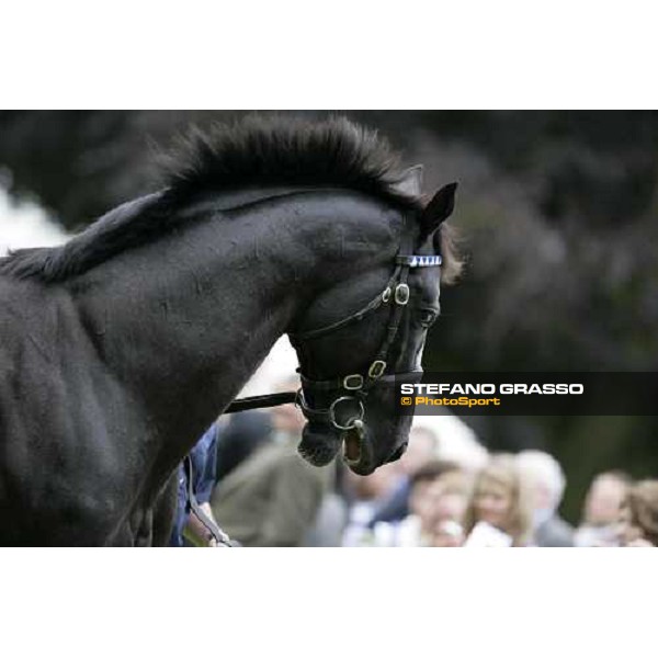 The Darley Stallion Parade - Diktat Newmarket, 13th july 2007 ph. Stefano Grasso