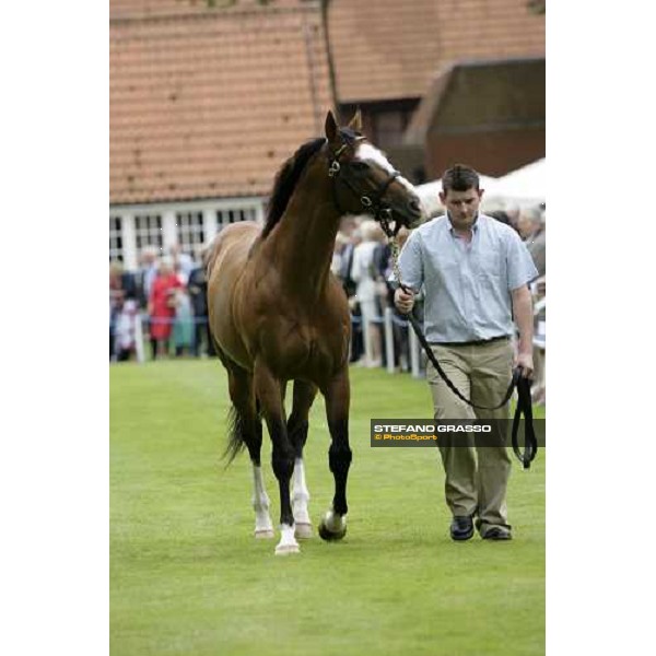 The Darley Stallion Parade - Noverre Newmarket, 13th july 2007 ph. Stefano Grasso