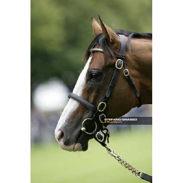 The Darley Stallion Parade - Noverre Newmarket, 13th july 2007 ph. Stefano Grasso