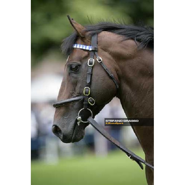 The Darley Stallion Parade - Bertolini Newmarket, 13th july 2007 ph. Stefano Grasso