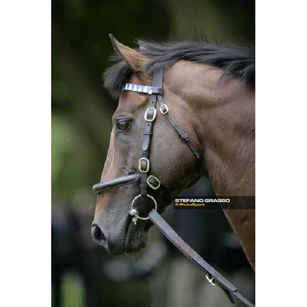 The Darley Stallion Parade - Bertolini Newmarket, 13th july 2007 ph. Stefano Grasso