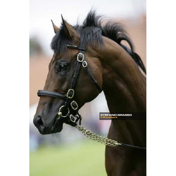 The Darley Stallion Parade - Byron Newmarket, 13th july 2007 ph. Stefano Grasso