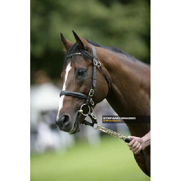 The Darley Stallion Parade - King\'s Best Newmarket, 13th july 2007 ph. Stefano Grasso