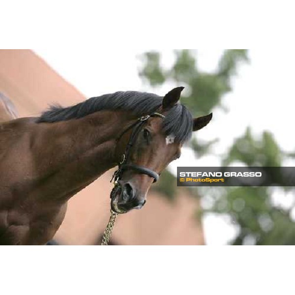 The Darley Stallion Parade - Refuse to Bend Newmarket, 13th july 2007 ph. Stefano Grasso