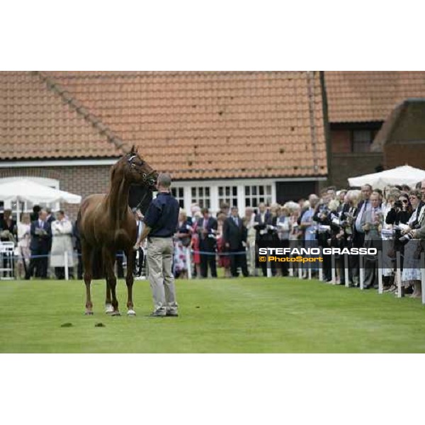 The Darley Stallion Parade - Halling Newmarket, 13th july 2007 ph. Stefano Grasso