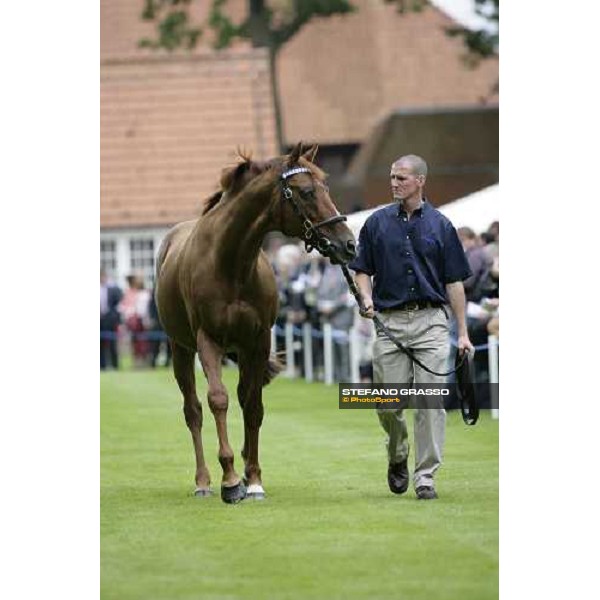 The Darley Stallion Parade - Halling Newmarket, 13th july 2007 ph. Stefano Grasso