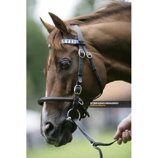 The Darley Stallion Parade - Halling Newmarket, 13th july 2007 ph. Stefano Grasso
