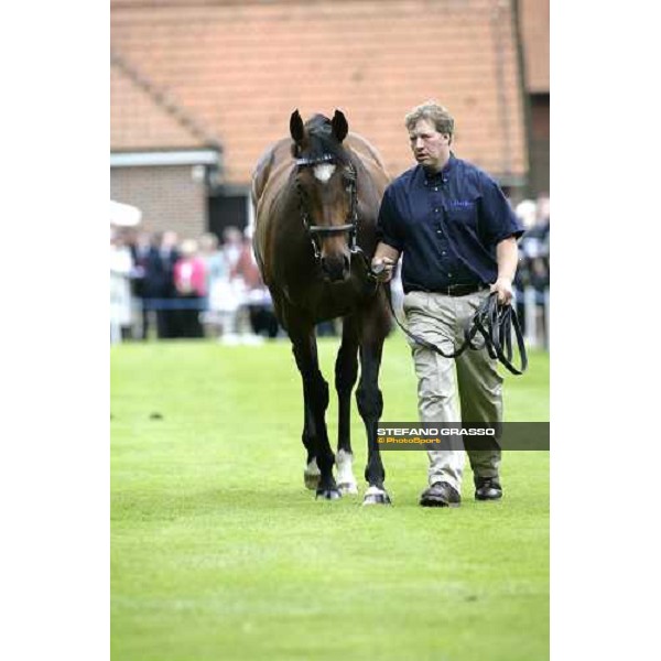 The Darley Stallion Parade - Doyen Newmarket, 13th july 2007 ph. Stefano Grasso