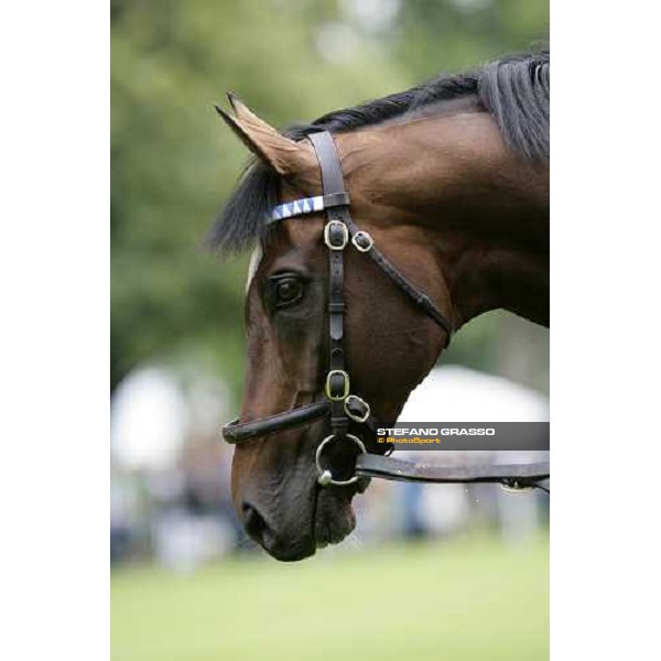 The Darley Stallion Parade - Doyen Newmarket, 13th july 2007 ph. Stefano Grasso