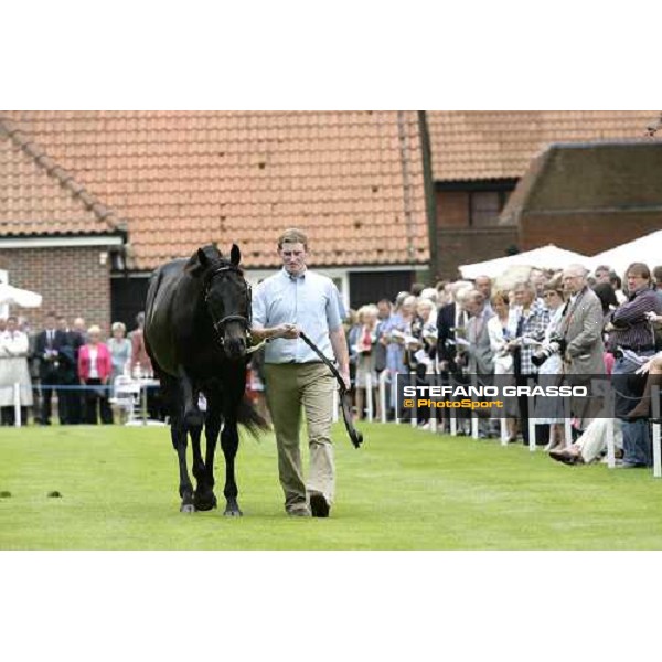 The Darley Stallion Parade - Cape Cross Newmarket, 13th july 2007 ph. Stefano Grasso