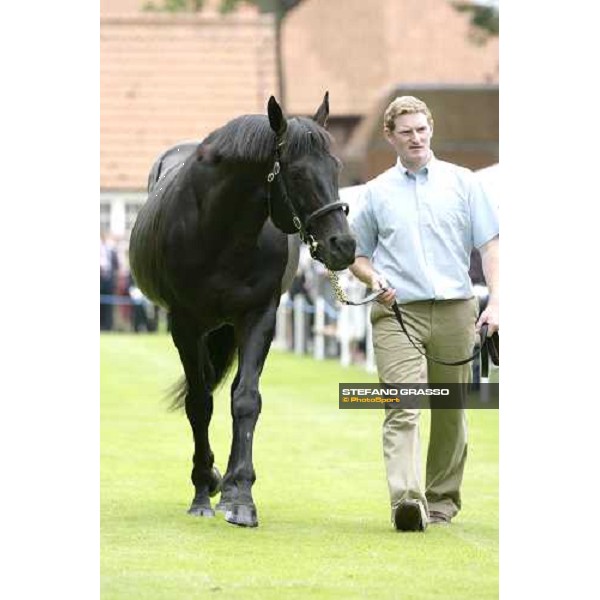 The Darley Stallion Parade - Cape Cross Newmarket, 13th july 2007 ph. Stefano Grasso