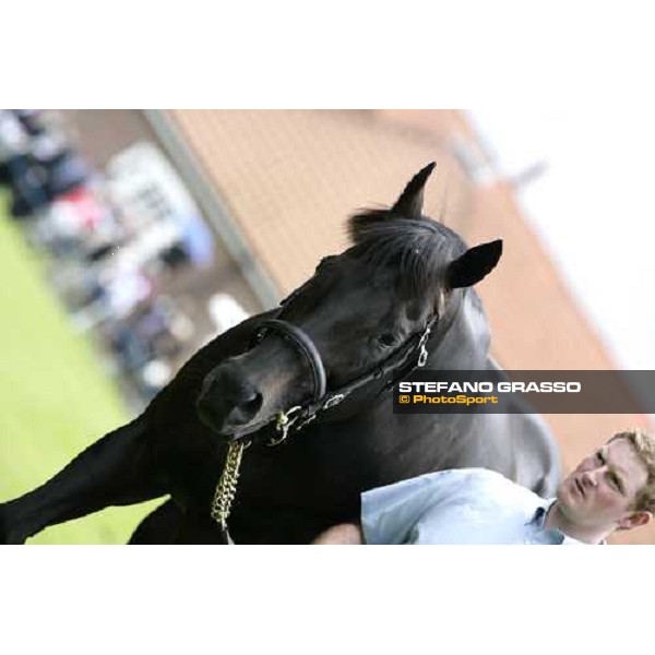 The Darley Stallion Parade - Cape Cross Newmarket, 13th july 2007 ph. Stefano Grasso