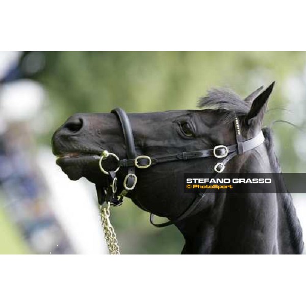 The Darley Stallion Parade - Cape Cross Newmarket, 13th july 2007 ph. Stefano Grasso