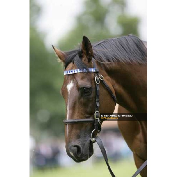 The Darley Stallion Parade - Tiger Hill Newmarket, 13th july 2007 ph. Stefano Grasso