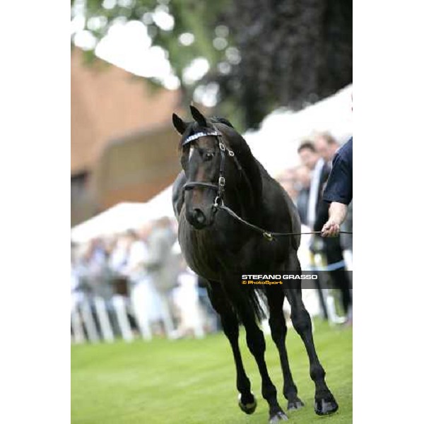 The Darley Stallion Parade - Singspiel Newmarket, 13th july 2007 ph. Stefano Grasso