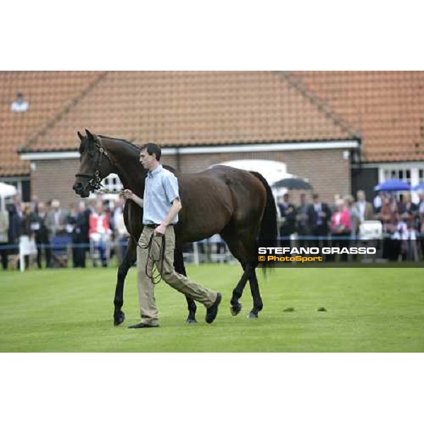 The Darley Stallion Parade - Iffraaj Newmarket, 13th july 2007 ph. Stefano Grasso