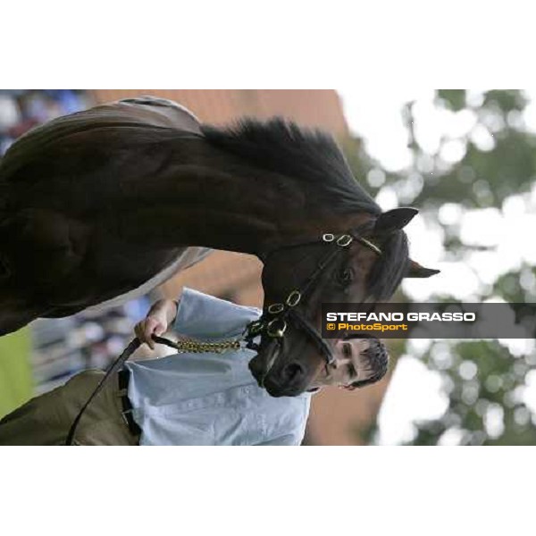 The Darley Stallion Parade - Iffraaj Newmarket, 13th july 2007 ph. Stefano Grasso