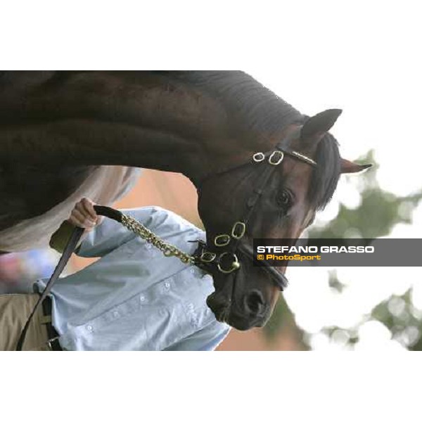 The Darley Stallion Parade - Iffraaj Newmarket, 13th july 2007 ph. Stefano Grasso