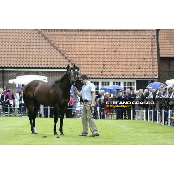 The Darley Stallion Parade - Shamardal Newmarket, 13th july 2007 ph. Stefano Grasso