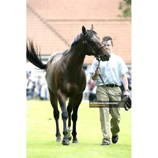 The Darley Stallion Parade - Shamardal Newmarket, 13th july 2007 ph. Stefano Grasso