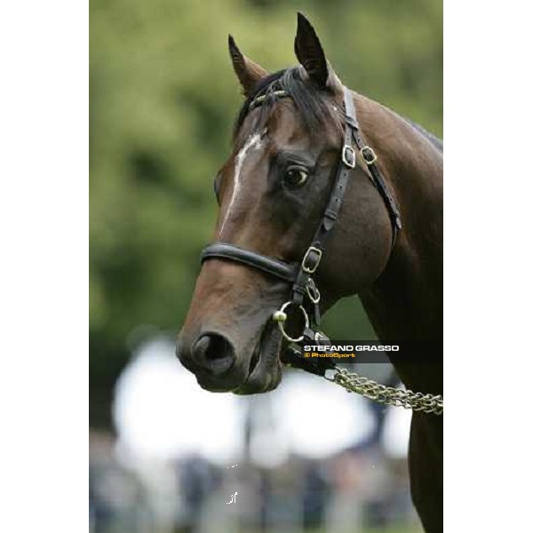 The Darley Stallion Parade - Shamardal Newmarket, 13th july 2007 ph. Stefano Grasso