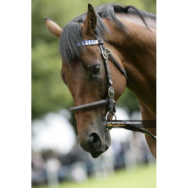 The Darley Stallion Parade - Dubawi Newmarket, 13th july 2007 ph. Stefano Grasso