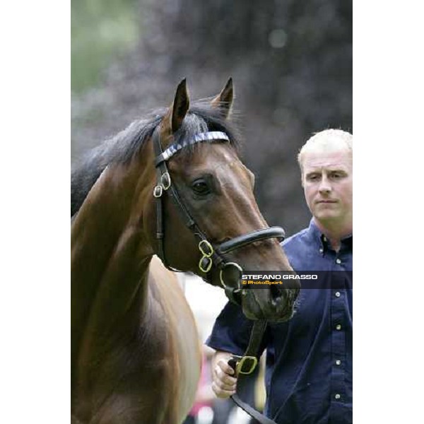 The Darley Stallion Parade - Shirocco Newmarket, 13th july 2007 ph. Stefano Grasso