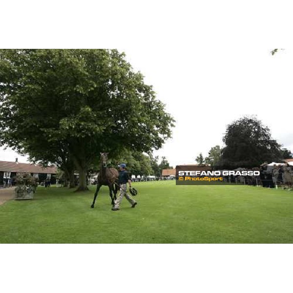 The Darley Stallion Parade - Librettist Newmarket, 13th july 2007 ph. Stefano Grasso