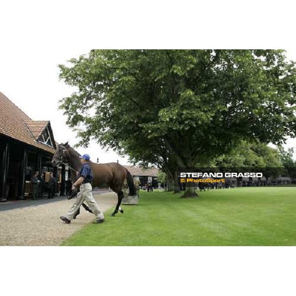 The Darley Stallion Parade - Librettist Newmarket, 13th july 2007 ph. Stefano Grasso