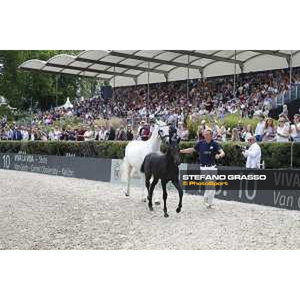 LGCT of Berlin - Foal presentation - Berlin, - 29 July 2017 - ph.Stefano Grasso/LGCT