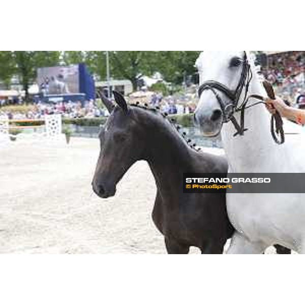 LGCT of Berlin - Foal presentation - Berlin, - 29 July 2017 - ph.Stefano Grasso/LGCT