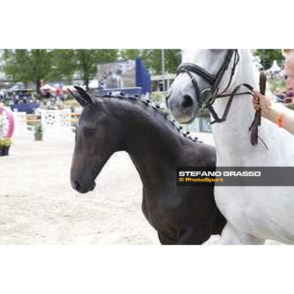 LGCT of Berlin - Foal presentation - Berlin, - 29 July 2017 - ph.Stefano Grasso/LGCT