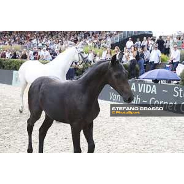 LGCT of Berlin - Foal presentation - Berlin, - 29 July 2017 - ph.Stefano Grasso/LGCT