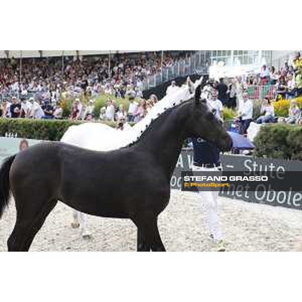 LGCT of Berlin - Foal presentation - Berlin, - 29 July 2017 - ph.Stefano Grasso/LGCT