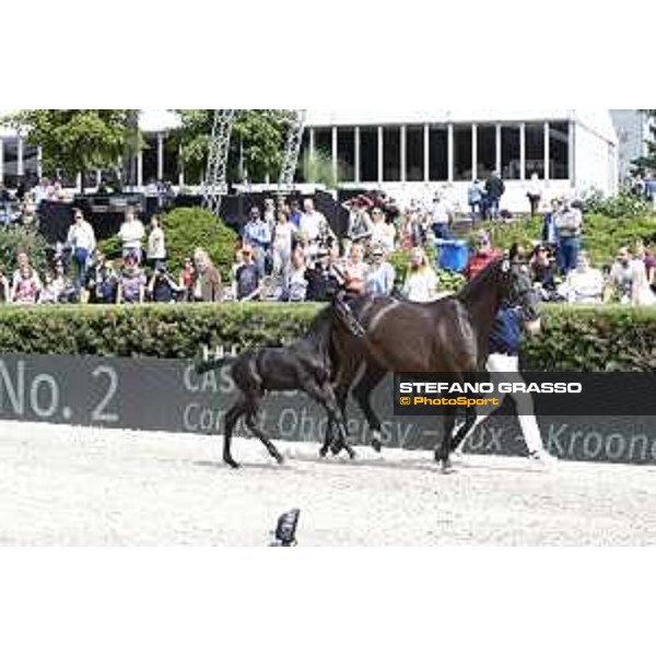 LGCT of Berlin - Foal presentation - Berlin, - 29 July 2017 - ph.Stefano Grasso/LGCT