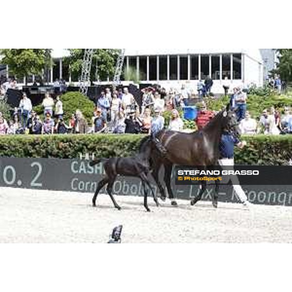 LGCT of Berlin - Foal presentation - Berlin, - 29 July 2017 - ph.Stefano Grasso/LGCT