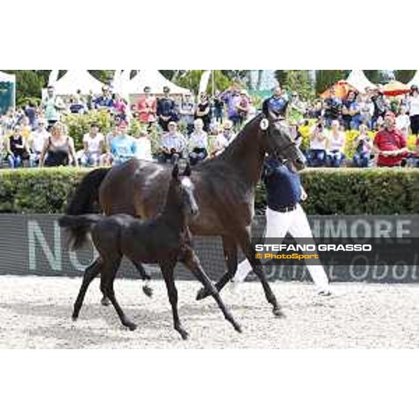 LGCT of Berlin - Foal presentation - Berlin, - 29 July 2017 - ph.Stefano Grasso/LGCT