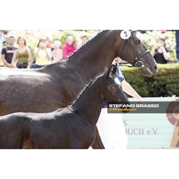 LGCT of Berlin - Foal presentation - Berlin, - 29 July 2017 - ph.Stefano Grasso/LGCT