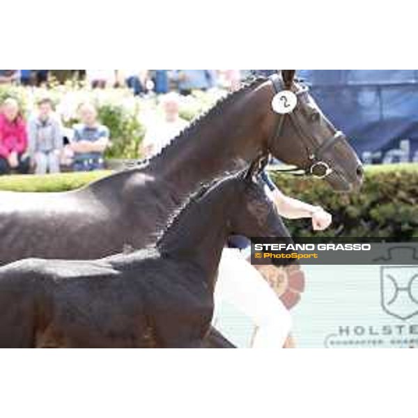 LGCT of Berlin - Foal presentation - Berlin, - 29 July 2017 - ph.Stefano Grasso/LGCT