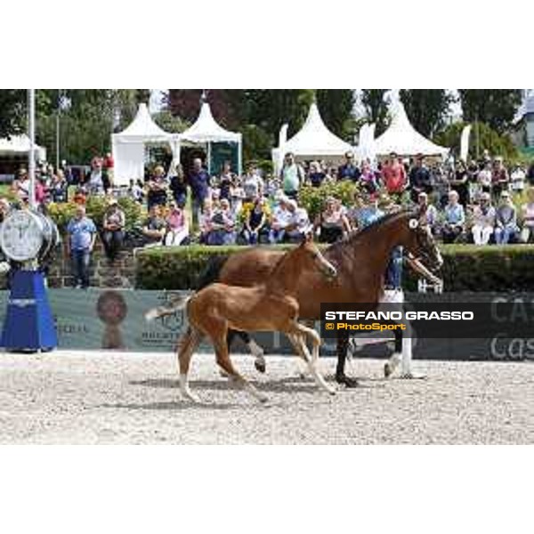 LGCT of Berlin - Foal presentation - Berlin, - 29 July 2017 - ph.Stefano Grasso/LGCT