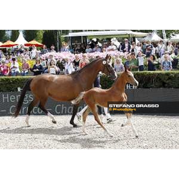 LGCT of Berlin - Foal presentation - Berlin, - 29 July 2017 - ph.Stefano Grasso/LGCT