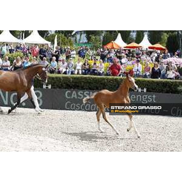 LGCT of Berlin - Foal presentation - Berlin, - 29 July 2017 - ph.Stefano Grasso/LGCT