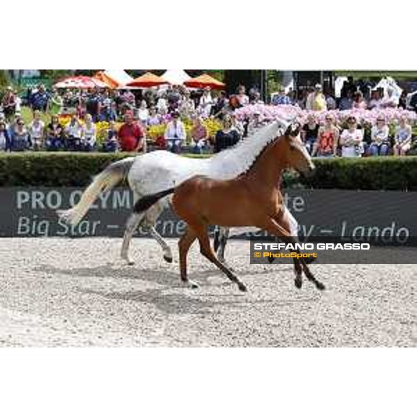 LGCT of Berlin - Foal presentation - Berlin, - 29 July 2017 - ph.Stefano Grasso/LGCT