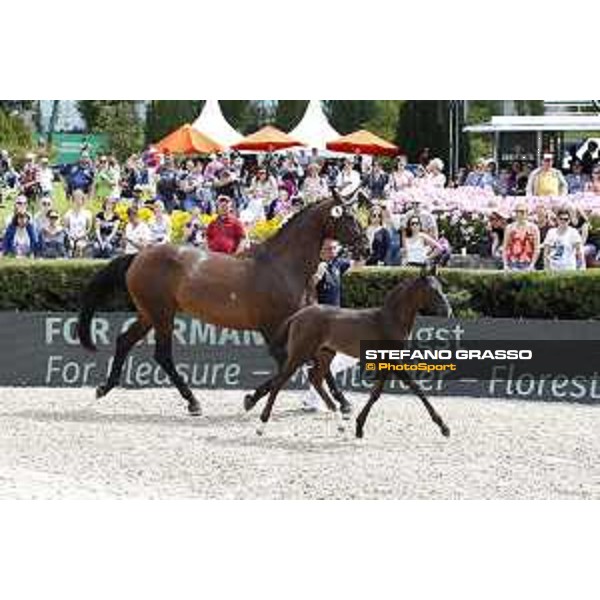 LGCT of Berlin - Foal presentation - Berlin, - 29 July 2017 - ph.Stefano Grasso/LGCT