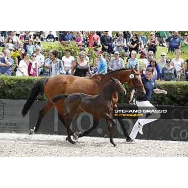 LGCT of Berlin - Foal presentation - Berlin, - 29 July 2017 - ph.Stefano Grasso/LGCT