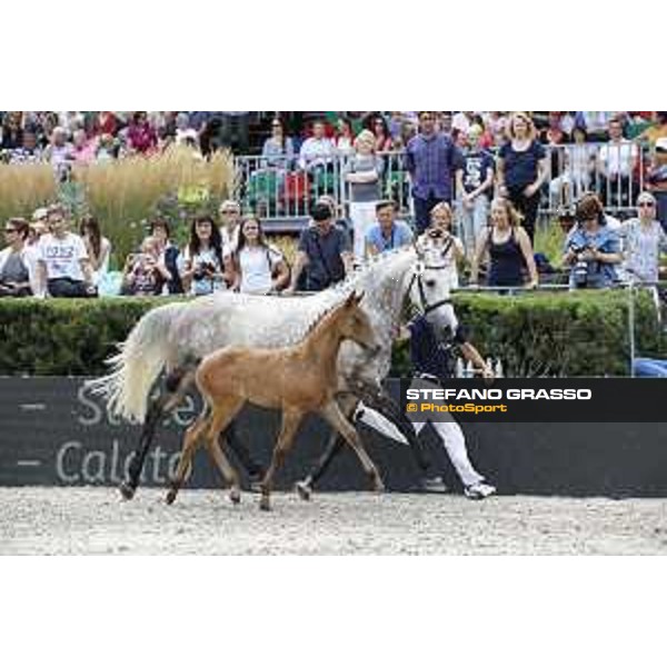 LGCT of Berlin - Foal presentation - Berlin, - 29 July 2017 - ph.Stefano Grasso/LGCT