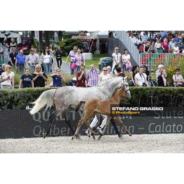 LGCT of Berlin - Foal presentation - Berlin, - 29 July 2017 - ph.Stefano Grasso/LGCT