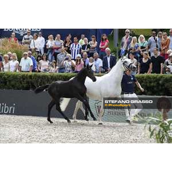LGCT of Berlin - Foal presentation - Berlin, - 29 July 2017 - ph.Stefano Grasso/LGCT